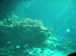 113_large.jpg