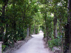 145_large.jpg