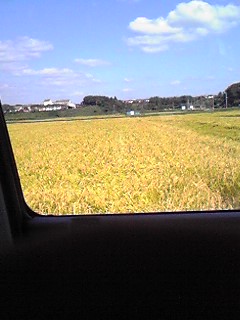 田んぼ