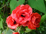 DSC00229.JPG