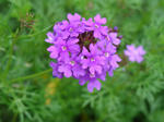 DSC00295.JPG