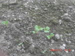 CIMG6074.JPG