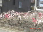 CIMG6670.JPG