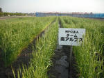 DSCF0198.jpg