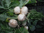 DSCF0285.jpg