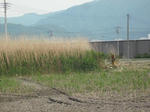 DSCF0702.JPG