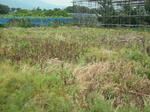 DSCF0713.JPG