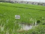 DSCF1429.JPG