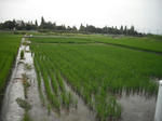 DSCF1442.JPG