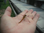 DSCF1596.JPG