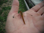 DSCF1599.JPG