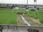 DSCF1601.JPG