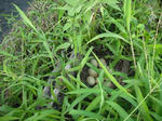 DSCF1573.JPG