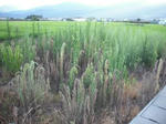 DSCF1560.JPG