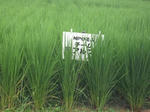 DSCF1732.JPG
