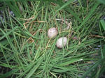 DSCF1787.JPG