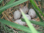 DSCF2090.JPG