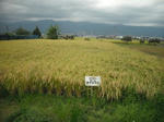 DSCF2352.JPG