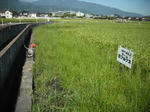 DSCF2367.JPG