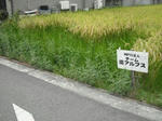 DSCF2385.JPG