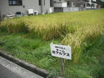 DSCF2393.JPG