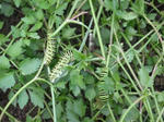 DSCF2448.JPG