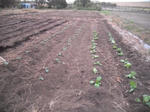 DSCF2466.JPG