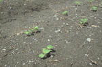 DSCF2833.JPG