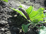 DSCF4137.JPG
