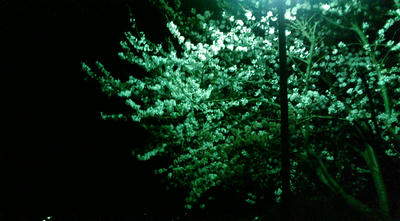 20090411230202.jpg