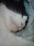 はな