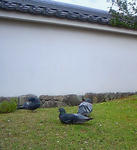 koukoen03.jpg
