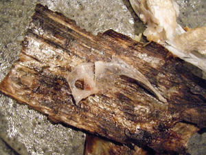 DSCF8329.jpg