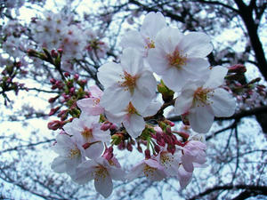 DSCF8423.jpg
