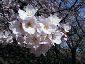 DSCF8454.jpg