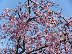 DSCF8462.jpg