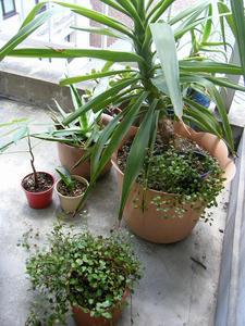 DSCF8955.jpg