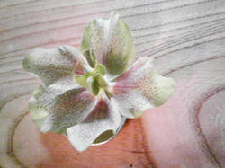 20100419.jpg