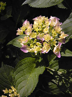 20110615.jpg