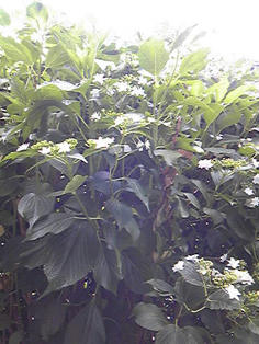 20110624-2.jpg