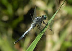 成熟したシオカラトンボのオス