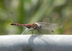 赤とんぼ