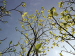 hanamizuki2011.jpg