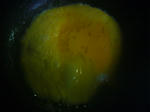 41532cce.jpg