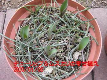 チューリップとムスカリの寄せ植え
