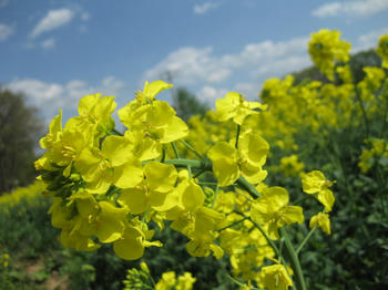 滝川の「菜の花まつり」
