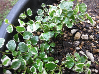 2013.06.09撮影：寄せ植え（プミラ）