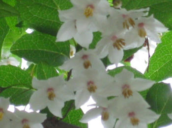 エゴの木の花