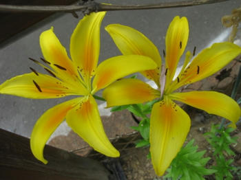 百合