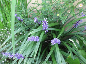 ｍｕｋｕの庭：９月の花たち...